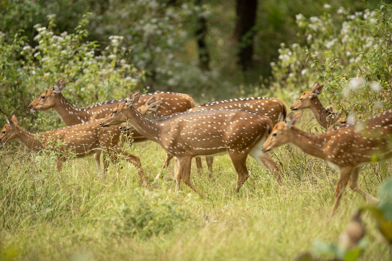 A herd of chital deer gracefully walking through a forest meadow, showcasing wildlife beauty.