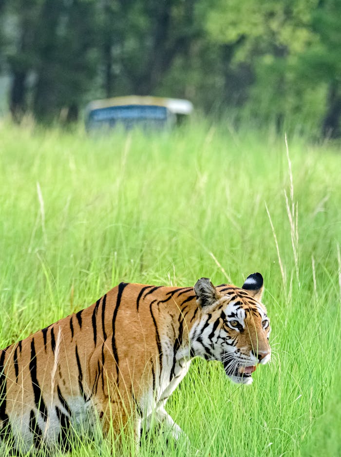 Majestic Bengal Tiger prowling through green grassland at Kanha National Park, India.