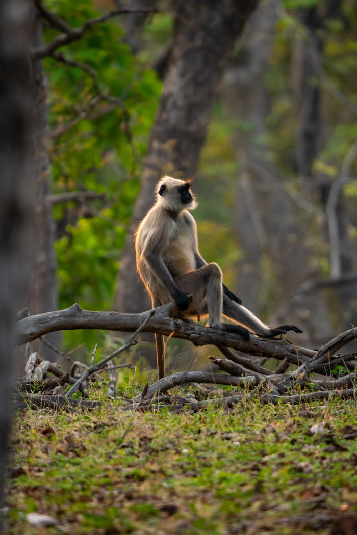 A northern plains gray langur sits on a branch in lush Kohka forest, India, captured in natural light.