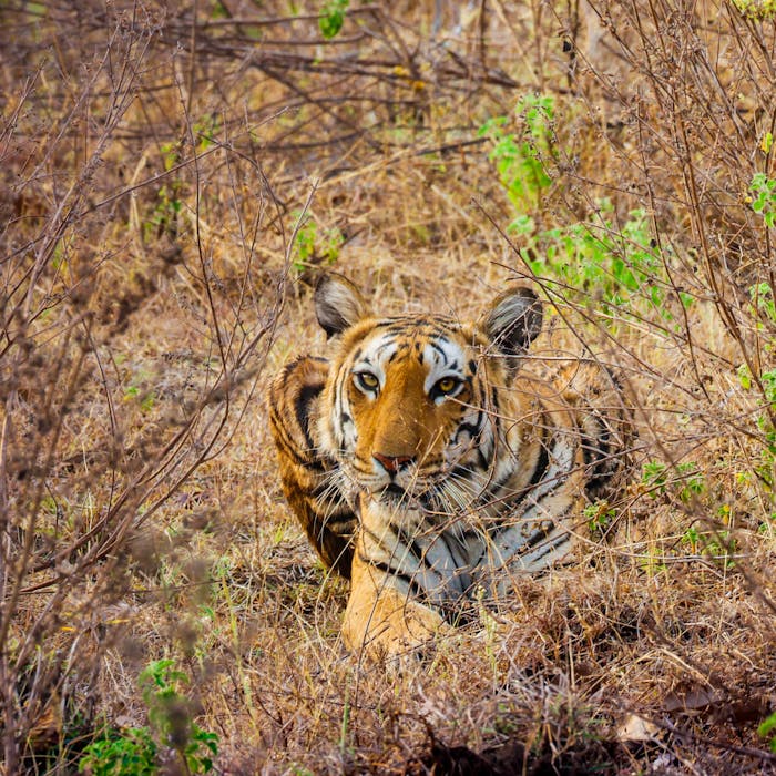 Serene Bengal tiger lying in the dry grasses of Kannod, Madhya Pradesh, India.