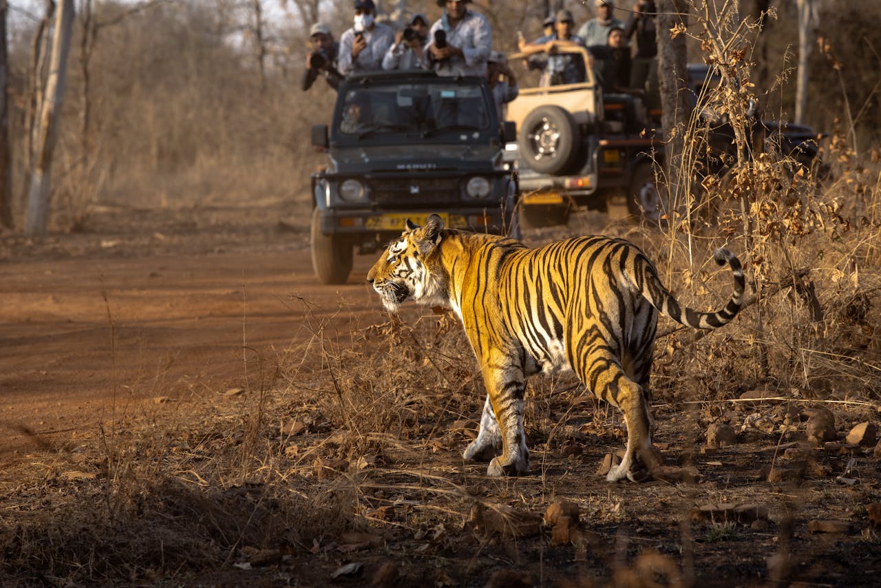 Capturing a majestic tiger during a wildlife safari in India. A breathtaking moment.