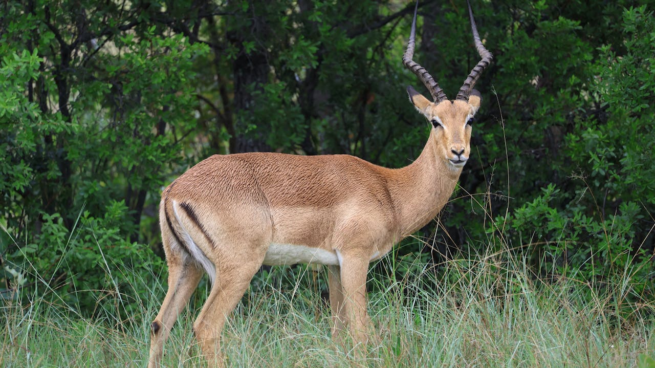 A serene impala stands amid lush green bushveld, showing its elegance.
