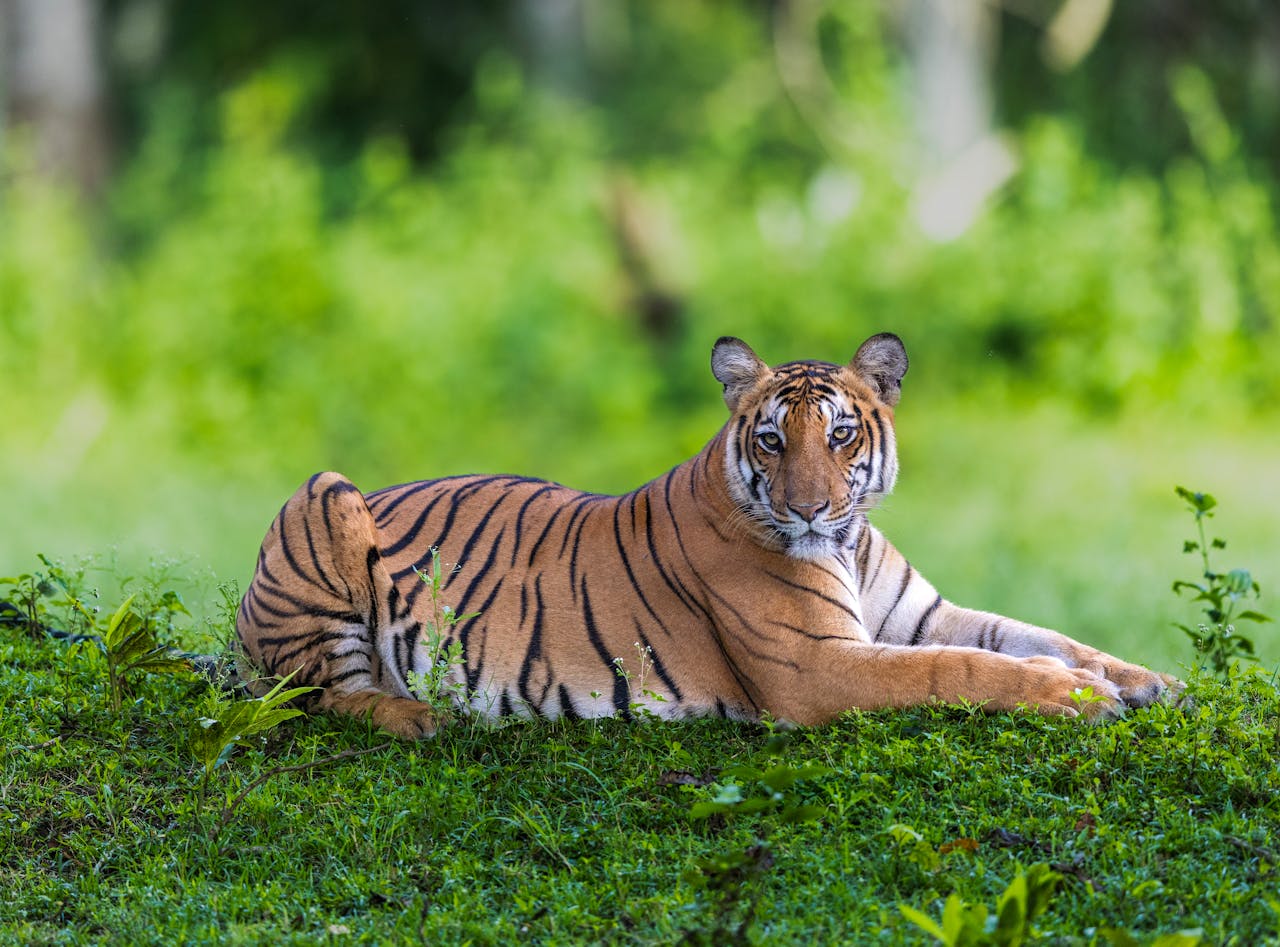 A Bengal tiger resting on vibrant green grass in a Karnataka, India forest, showcasing natural beauty.
