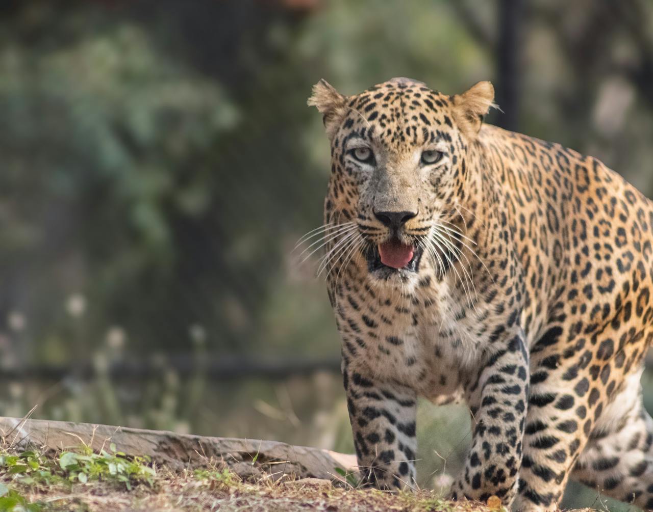 A focused shot of a leopard prowling in the wild, showing its distinctive spots.