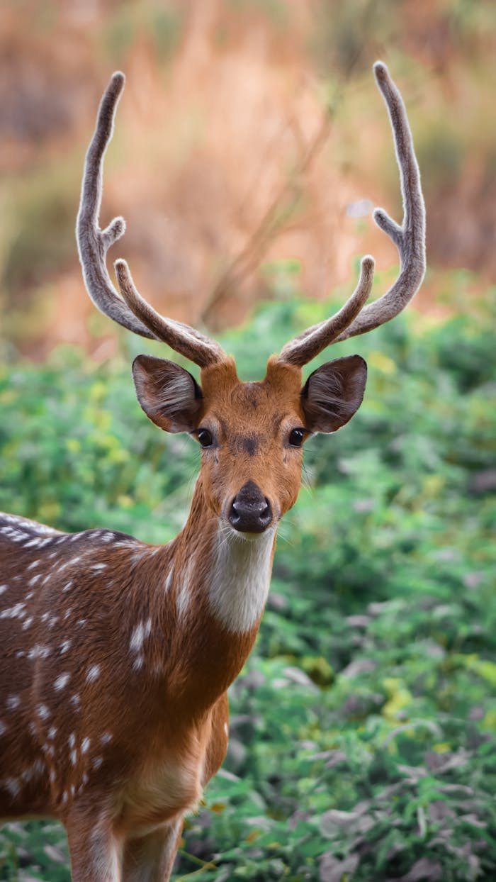 Elegant deer with antlers in a lush green landscape, showcasing serene wildlife.